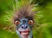 Quiz Entendez-vous le nom d'un animal dans ces phrases ?