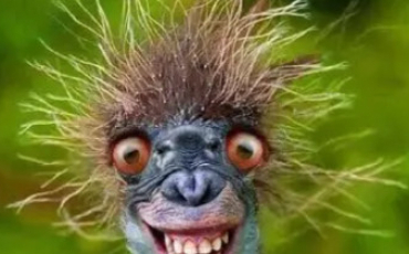 Quiz Animaux