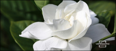 C'est parti ! De quelle couleur est cette fleur ?