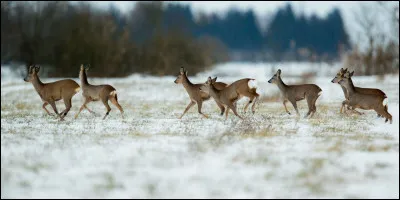 Comment se nomme le petit du chevreuil ?