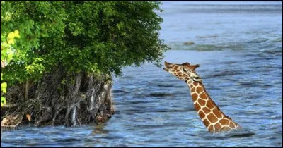 La vitesse maximale de la girafe est de 60 km/h.