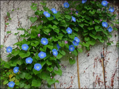 Ces fleurs bleues sont des ipomées.
