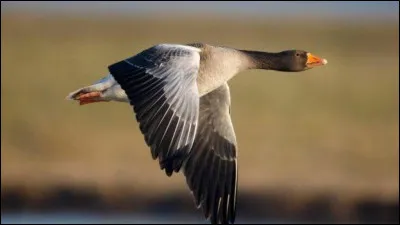 Dans quel pays peut-on situer l'origine du foie gras ?