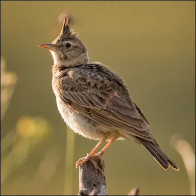 À quoi correspond l'appellation"alouette" sans tête en cuisine ?