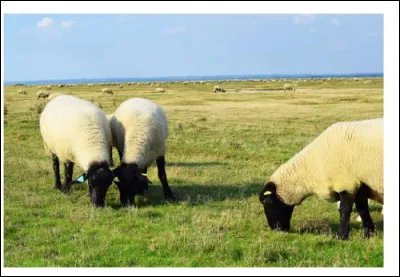 Très prisé des gastronomes, l'agneau des prés-salés se nourrit de la flore saline iodée et des pâturages de la baie de Somme. Quelles sont ces plantes maritimes qui donnent à sa chair un grain très fin et une saveur particulière ?