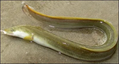 L'anguille fumée, si fine à déguster, se pêche dans les étangs de la Somme depuis 1383. Historique est la tradition de la pêche de l'anguille, et ancestral est le savoir-faire local de l'activité de la fumaison. Dans le langage picard, comment est appelée l'anguille ?