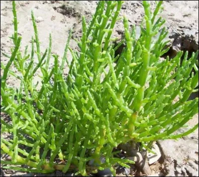 On peut la récolter à partir de la mi-mai et à marée-basse en baie de Somme et elle se déguste accompagnée de beurre. C'est la salicorne. Mais elle est connue sous deux autres appellations. Sauriez-vous dire lesquelles ?