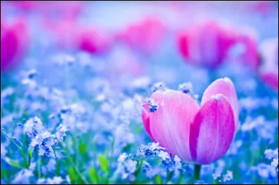 La principale cause de l'obésité est :