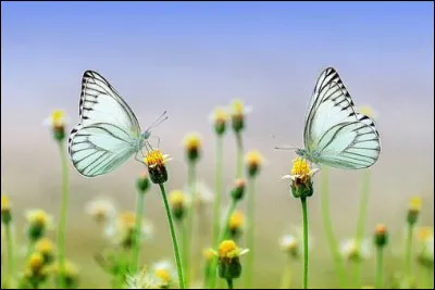 L'équilibre alimentaire correspond à :