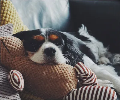 Où voudrais-tu vivre en tant que chien ?