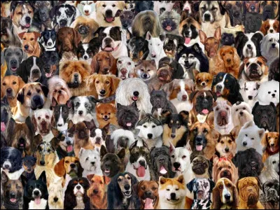 Si tu étais un chien, quelle taille voudrais-tu avoir ?