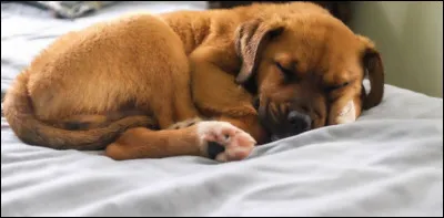 Si tu étais une chien, où voudrais-tu dormir ?