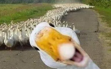 Quiz Animaux
