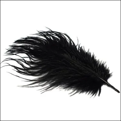 À qui appartient cette plume ?