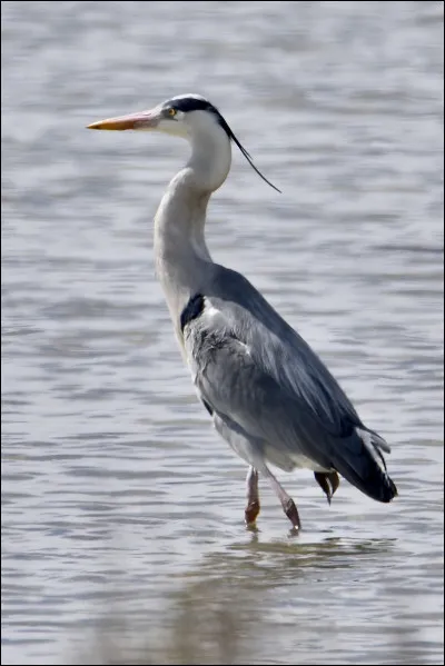 À qui appartiennent ces plumes ?