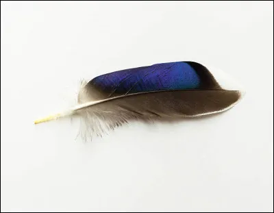 À qui appartient cette plume ?