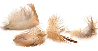 À qui appartiennent ces plumes ?