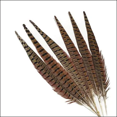 À qui appartiennent ces plumes ?