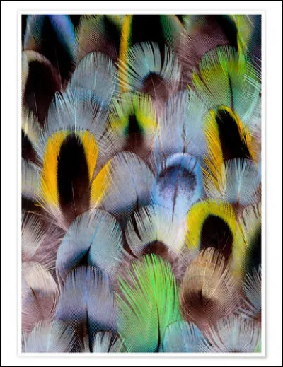 À qui appartiennent ces plumes ?