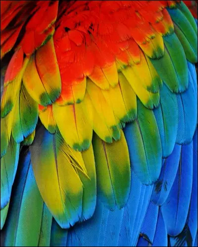 À qui appartiennent ces plumes ?