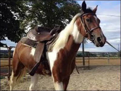 Comment dit-on le "cheval" en anglais ?