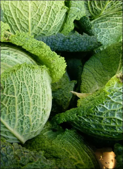 Sous quel nom est plus connu Michel Georges Alfred Catty ?