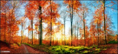 Qui est l'auteur du "Lai de Bisclavret" ?