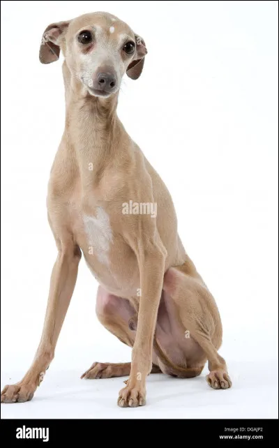 Quelle est la race la plus grande ?