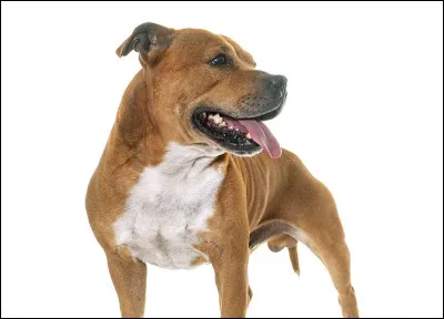 Un peu plus dur, quel est ce chien ?