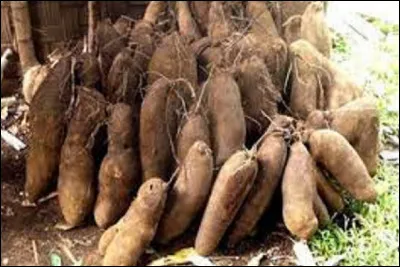 Bien que chasseurs-cueilleurs, les pygmées cultivent cette tubercule. Quel est son nom ?