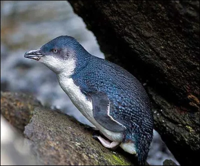 Quel est le nom de cet oiseau ?