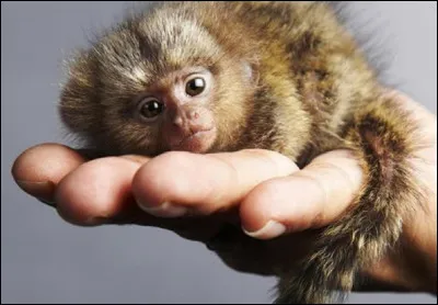 Quel est le nom de ce très petit singe ?
