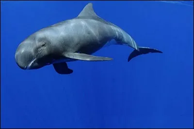 Limage représente un cétacé appelé orque pygmée. Quel est le genre du mot ''orque'' selon le dictionnaire de lAcadémie française ?