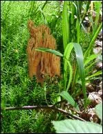 Peut-on consommer le clavaire jolie ?