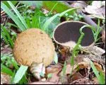 Ce champignon est-il comestible ?