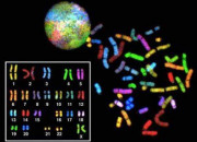 Quiz Anomalies gntiques