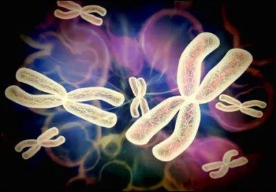 Quel organe est particulièrement touché par le syndrome de Romano-Ward ?