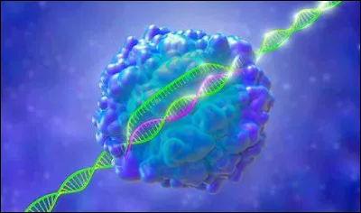 Lequel de ces cancers n'est pas plus courant pour ceux atteints du syndrome de Rothmund-Thomson que pour ceux qui ne sont pas malades ?