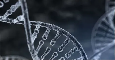 Lequel de ces sens les personnes souffrant de leucodystrophie métachromatique perdent-elles en stade terminal, si elles sont atteintes de la forme de l'adulte ?