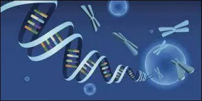 Quelle quantité de tissu hépatique est récupérée par une biopsie ayant pour but le diagnostic de l'encéphalopathie glycinique ?