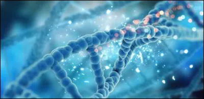 Que montre l'échocardiographie de celui qui souffre d'amyloïdose à transthyrétine ?