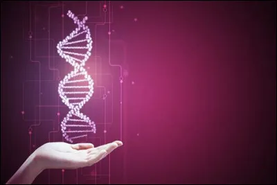 Par lequel de ces examens peut-on être sûr de la diminution des canaux biliaires qui est l'une des caractéristiques du syndrome d'Alagille ?