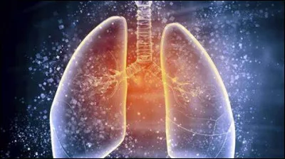 Quel organe est le plus souvent touché par la tuberculose ?