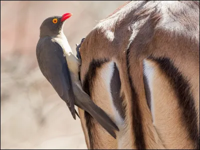 Quel est le nom de cet oiseau africain, qui se se nourrit des parasites qui vivent sur la peau des bufs et autres ongulés ?