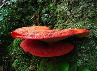 Quel est le nom commun de ce champignon ?