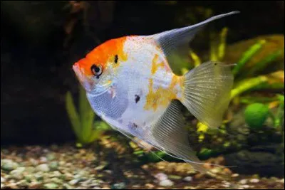 De quel lac les cichlidés ont-ils été progressivement exterminés ?