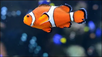 Sur lequel de ces continents ne trouve-t-on pas les têtes-de-serpent ?