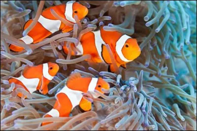 Avec lequel des organes de l'arapaima gigas sa vessie natatoire communique-t-elle ?