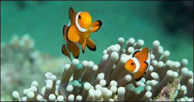 Lequel de ces poissons est à sang chaud ?