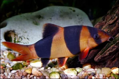 Comment la surface de la peau des murènes est-elle ?